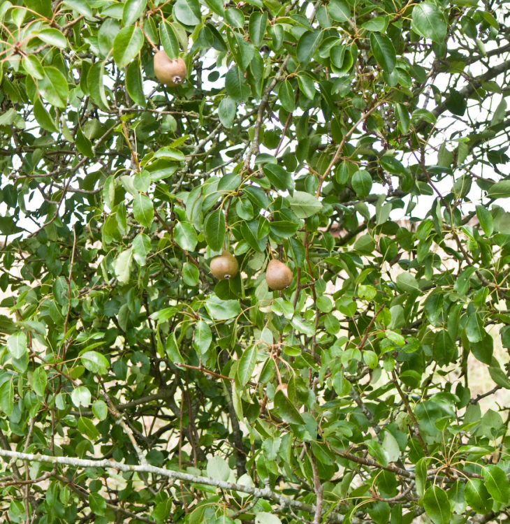 wild pear